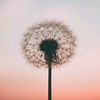 dandelionprincess_1601