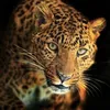 noor__484