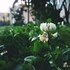 samir_isaqov_