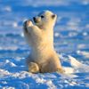 eva.the.polar.bear
