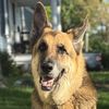 hondothegermanshepherd