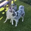 oczkami.cody