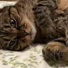 whiskeysiri