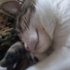 kai_is_my_cat