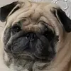 tiagogabrielalbuquerque0