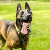 Hera_Malinois