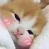 hhoenose