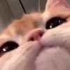 alenlinlun