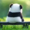 pandapluviophile