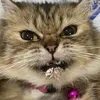 inikucing