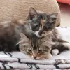 topsyturvybookworm