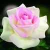 amenaalahmed
