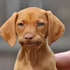 tiernanhackett