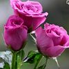 mr.umar014