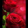 muzammilijaz29