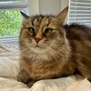 nursinghome4misfitcats