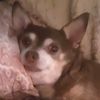 shawna4278