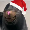 gilbert_dcm