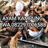takalalasoppeng0