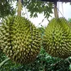 minhlongvy1
