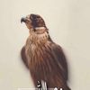 alfaisal_11
