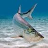 regtarpon0