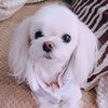 dooboo36