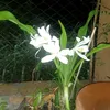 kokogyi081