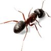 ant_the_ant097