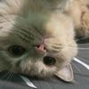 bubulcatfamily