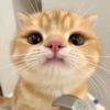 haifayeu