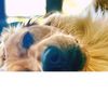 3doobiedoglove3