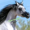 the_soundofher_neighing4