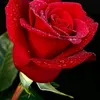 husseinhassan951