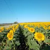 sky_full_of_sun