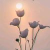 tulip1.9.9.2