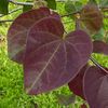 leaftheif