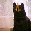 imdxrkcat