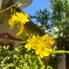 thanhha0612