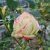 roxanaroxana06101982