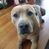 kdoggmelb