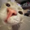 haikallhabibyy