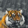 dhilvieshkhorugdh_13