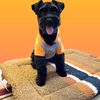 schnauzerdad04