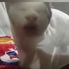 romka_twelve