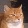 cheetothecat_cheeseking