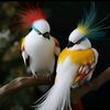 akaviary1