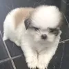 petpipokinha