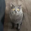 osnsmao