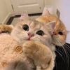 catsanddogs1234567